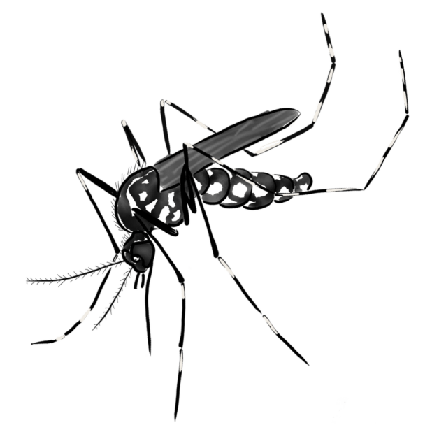 Sem-vacina-eficiente-casos-de-dengue-aumentam-35-638x628