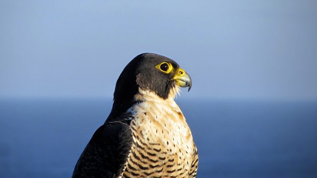 falcao-peregrino