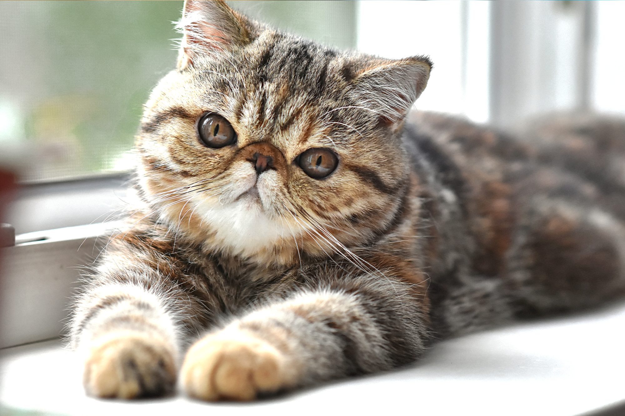 racas-de-gatos-exotic-shorthair