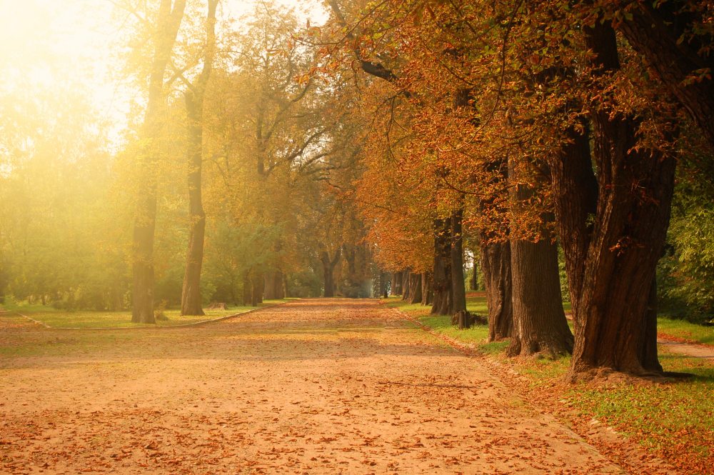 autumn-forest