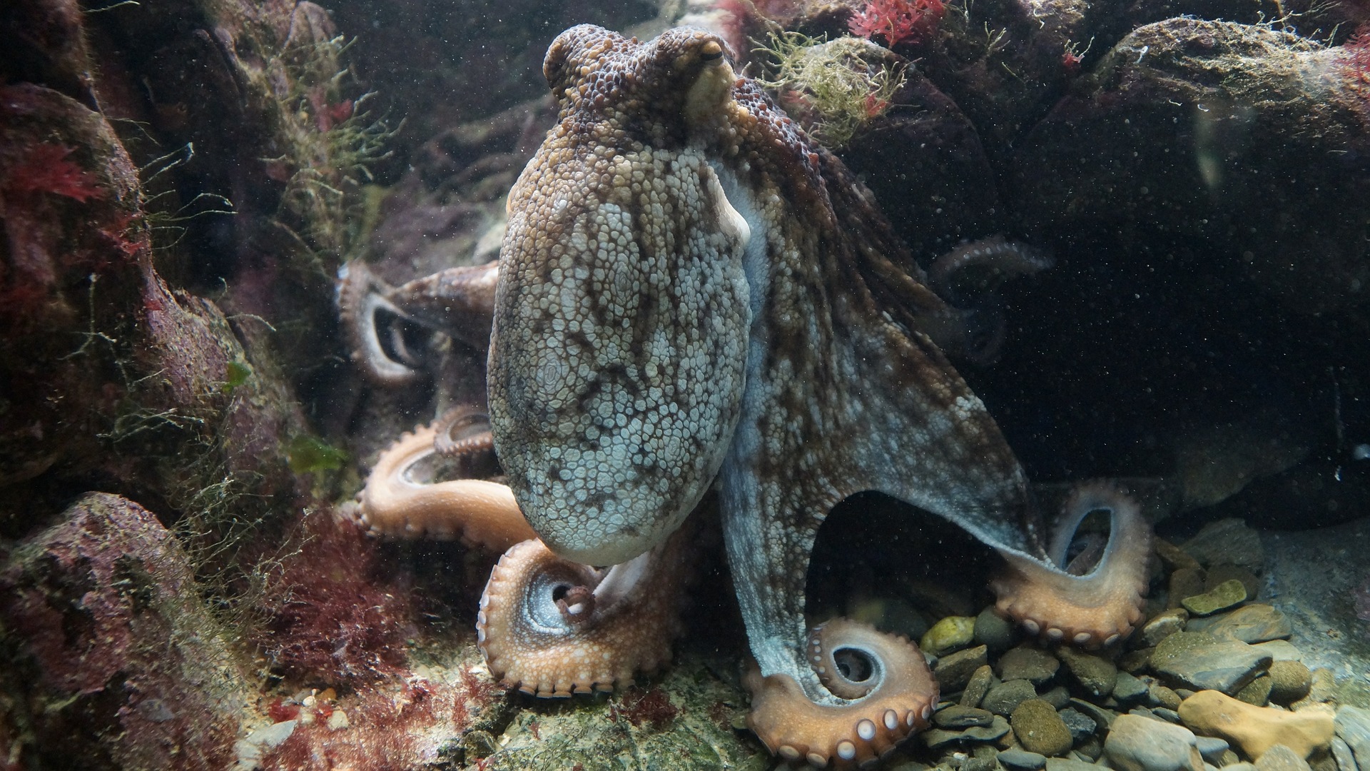 octopus-g036cda526_1920